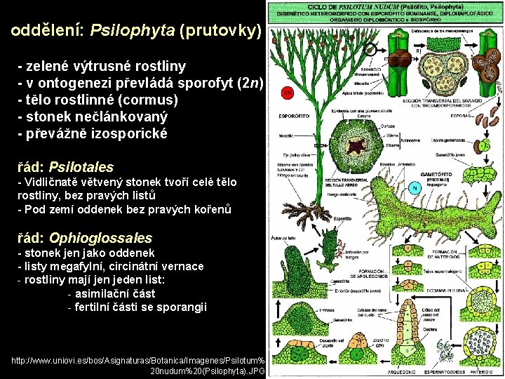 oddělení: Psilophyta (prutovky) - zelené výtrusné rostliny - v ontogenezi převládá sporofyt (2 n)