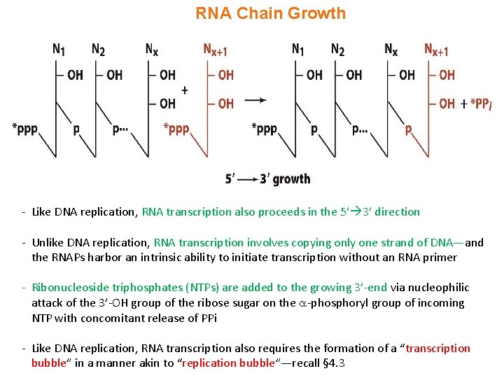 Exploring Rna Transcripts IV NUCLEAR BIOCHEMISTRY 4 4 RNA Transcription 4