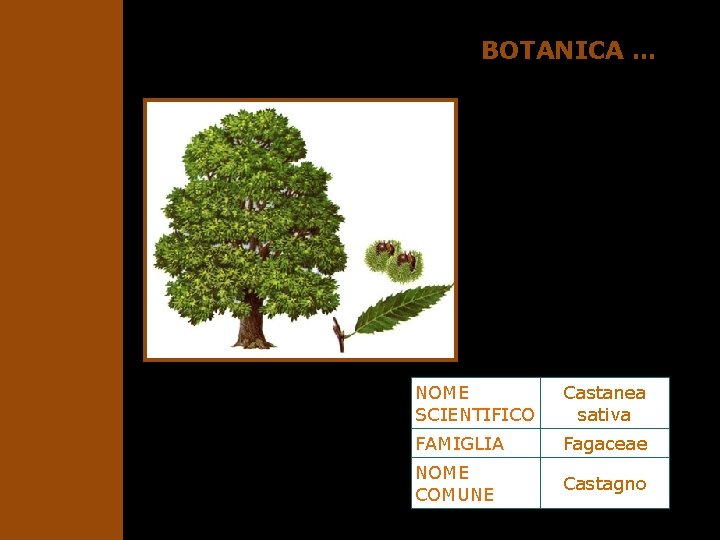 BOTANICA … NOME SCIENTIFICO Castanea sativa FAMIGLIA Fagaceae NOME COMUNE Castagno 