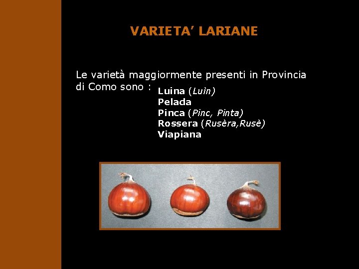 VARIETA’ LARIANE Le varietà maggiormente presenti in Provincia di Como sono : Luina (Luìn)