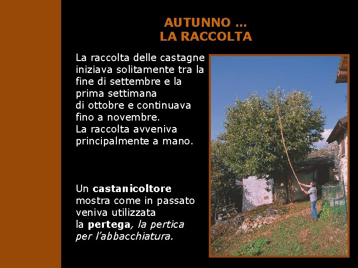 AUTUNNO … LA RACCOLTA La raccolta delle castagne iniziava solitamente tra la fine di