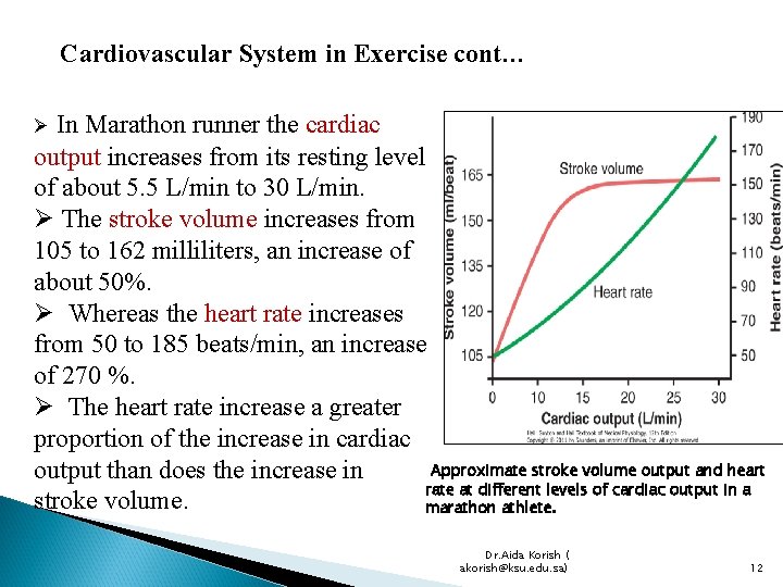 Cardiovascular System in Exercise cont… In Marathon runner the cardiac output increases from its