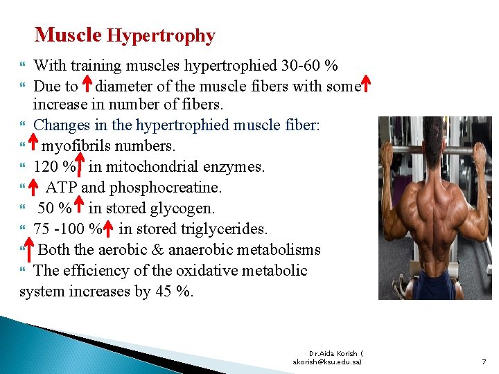 Muscle Hypertrophy With training muscles hypertrophied 30 -60 % Due to diameter of the