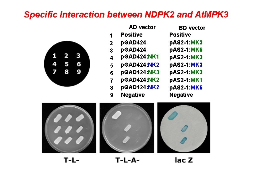 Specific Interaction between NDPK 2 and At. MPK 3 1 2 3 4 5