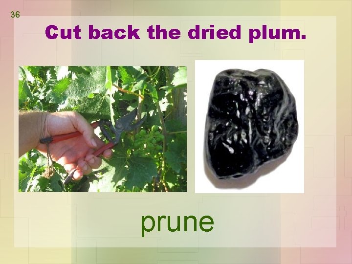 36 Cut back the dried plum. prune 