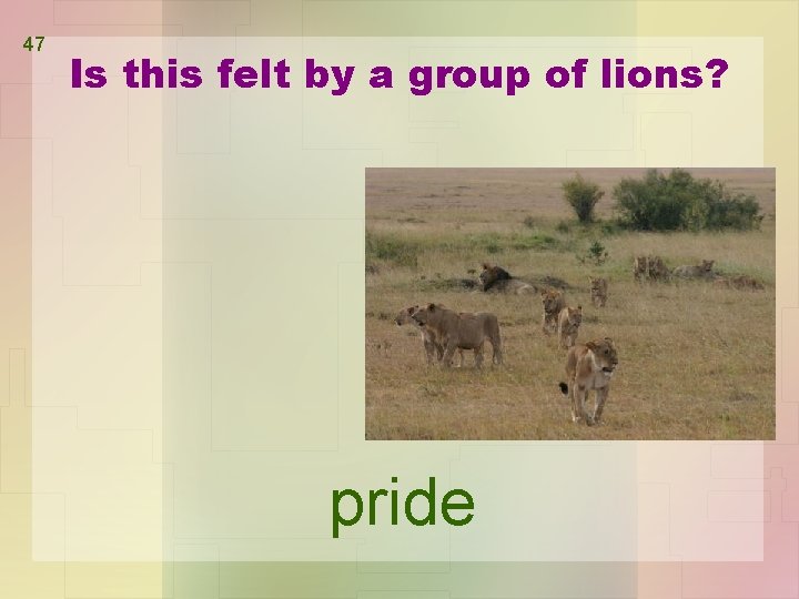 47 Is this felt by a group of lions? pride 47 Is this felt by a group of lions? pride