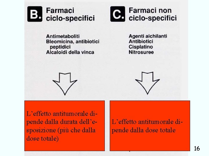 L’effetto antitumorale dipende dalla durata dell’esposizione (più che dalla dose totale) L’effetto antitumorale dipende