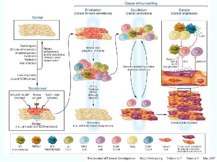 Chemoterapia antitumorale, nozioni introduttive 38 