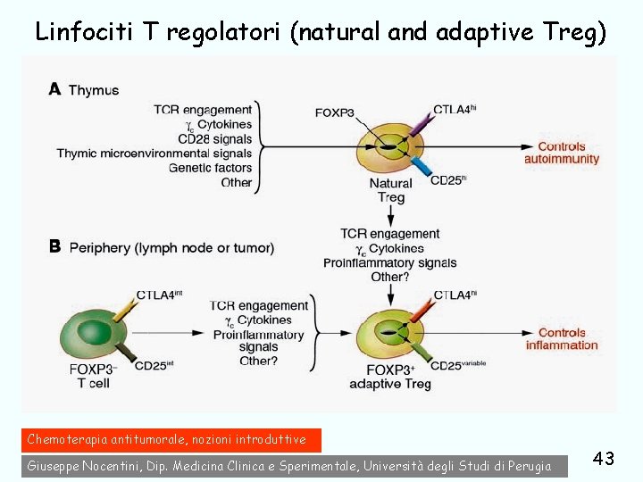 Linfociti T regolatori (natural and adaptive Treg) Chemoterapia antitumorale, nozioni introduttive Giuseppe Nocentini, Dip.