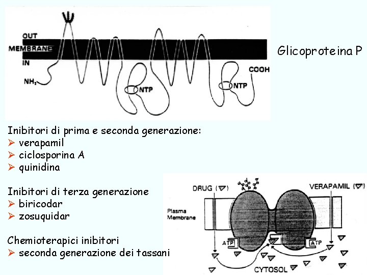 Glicoproteina P Inibitori di prima e seconda generazione: Ø verapamil Ø ciclosporina A Ø
