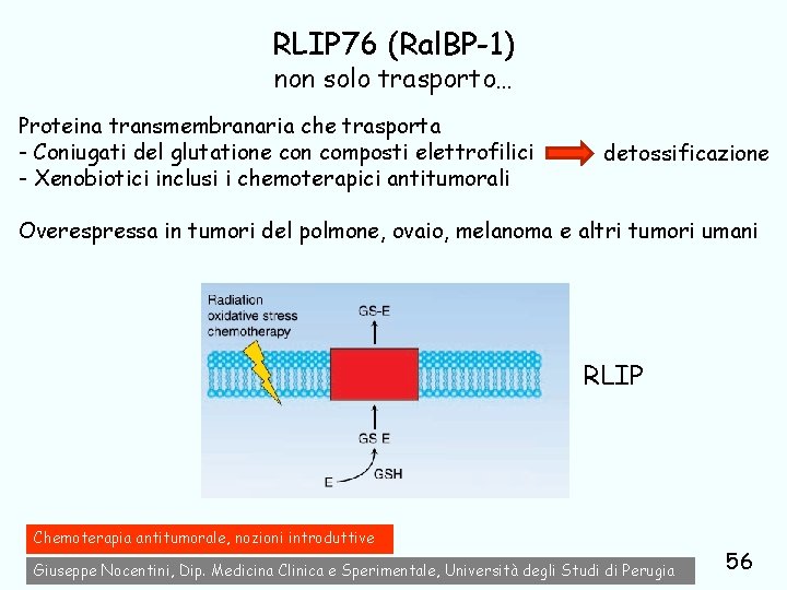 RLIP 76 (Ral. BP-1) non solo trasporto… Proteina transmembranaria che trasporta - Coniugati del