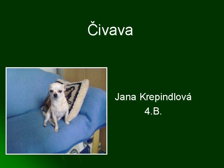 Čivava Jana Krepindlová 4. B. 