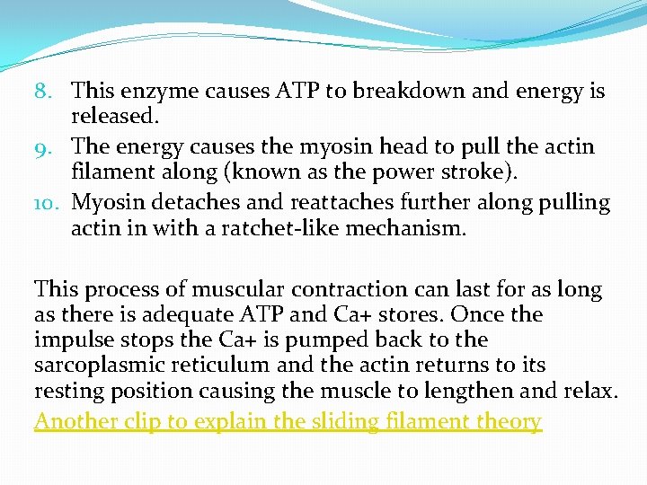 8. This enzyme causes ATP to breakdown and energy is released. 9. The energy