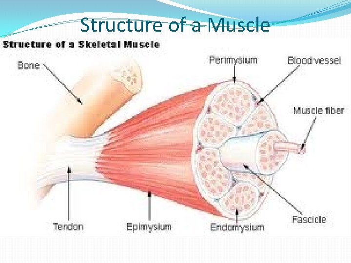 Structure of a Muscle 