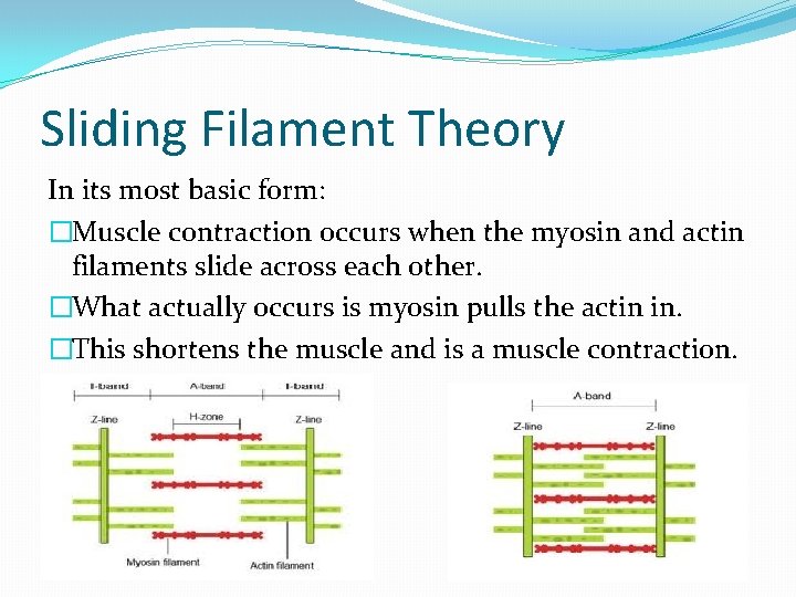 Sliding Filament Theory In its most basic form: �Muscle contraction occurs when the myosin