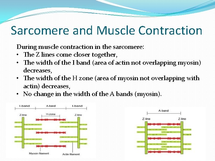Sarcomere and Muscle Contraction During muscle contraction in the sarcomere: • The Z lines