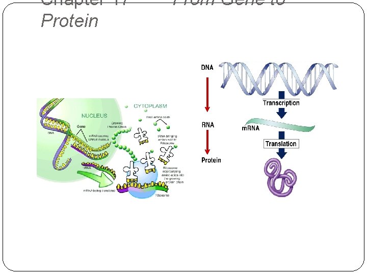 Chapter 17~ Protein From Gene to 