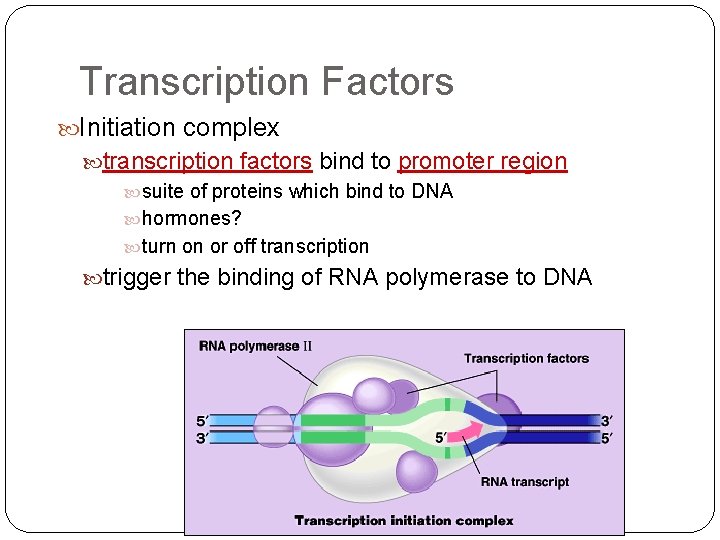 Transcription Factors Initiation complex transcription factors bind to promoter region suite of proteins which