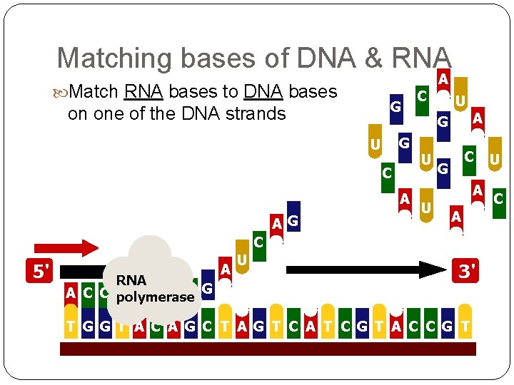 Matching bases of DNA & RNA Match RNA bases to DNA bases G on