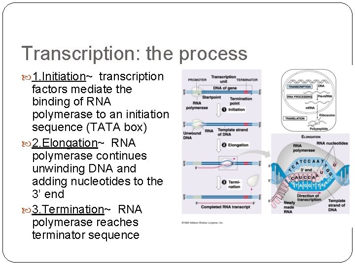 Transcription: the process 1. Initiation~ transcription factors mediate the binding of RNA polymerase to