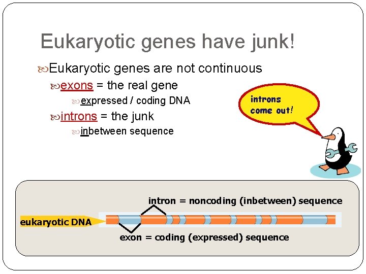 Eukaryotic genes have junk! Eukaryotic genes are not continuous exons = the real gene