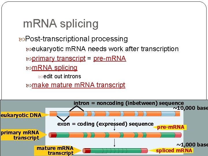 m. RNA splicing Post-transcriptional processing eukaryotic m. RNA needs work after transcription primary transcript