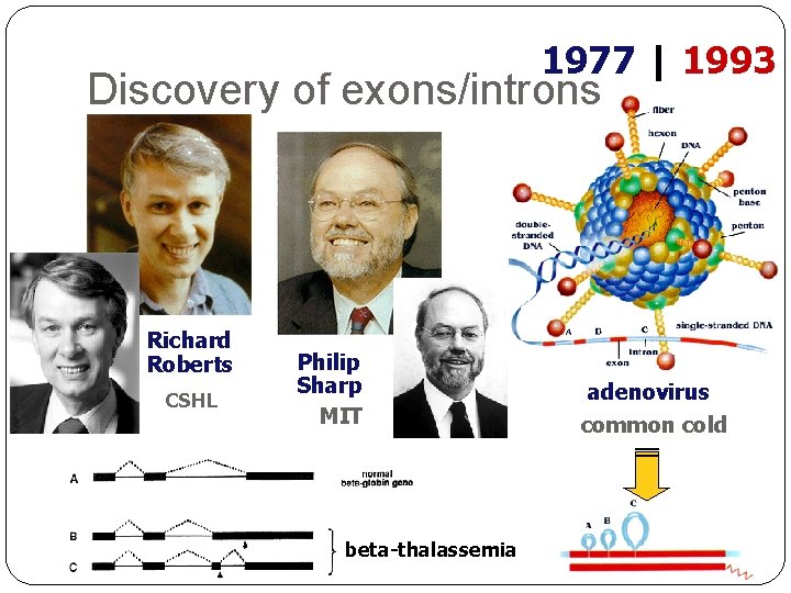 1977 | 1993 Discovery of exons/introns Richard Roberts CSHL Philip Sharp MIT beta-thalassemia adenovirus