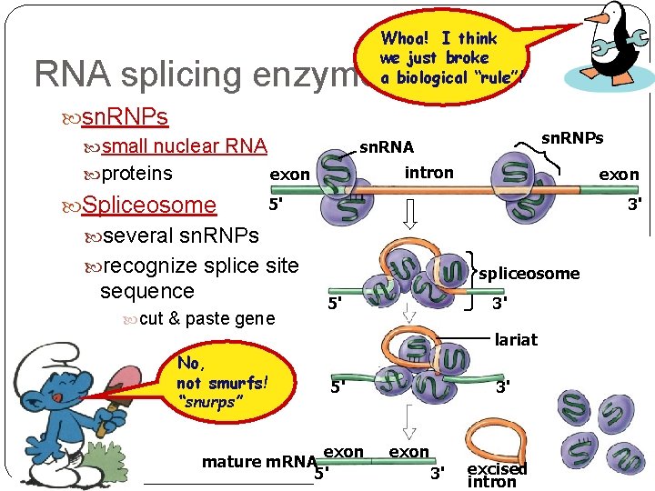 Whoa! I think we just broke a biological “rule”! RNA splicing enzymes sn. RNPs