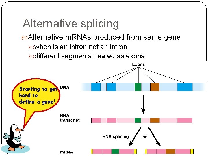 Alternative splicing Alternative m. RNAs produced from same gene when is an intron not