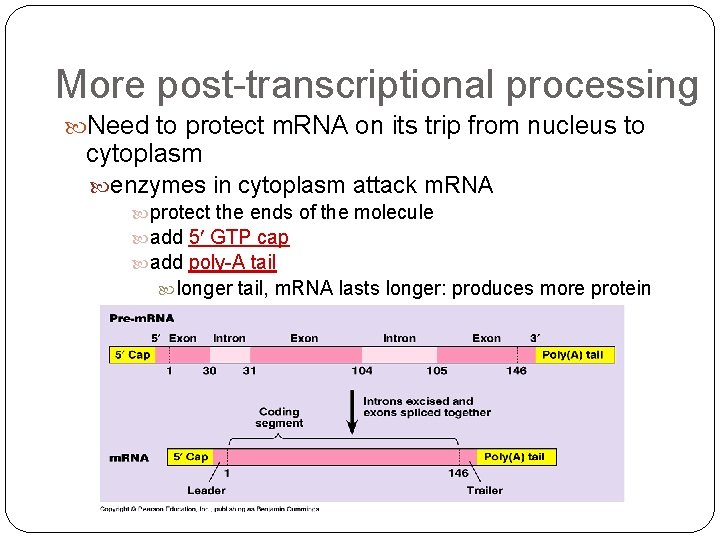 More post-transcriptional processing Need to protect m. RNA on its trip from nucleus to