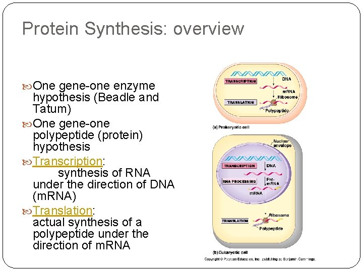 Protein Synthesis: overview One gene-one enzyme hypothesis (Beadle and Tatum) One gene-one polypeptide (protein)