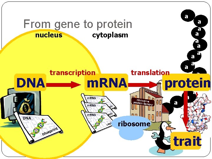 a a From gene to protein nucleus DNA cytoplasm transcription m. RNA a a