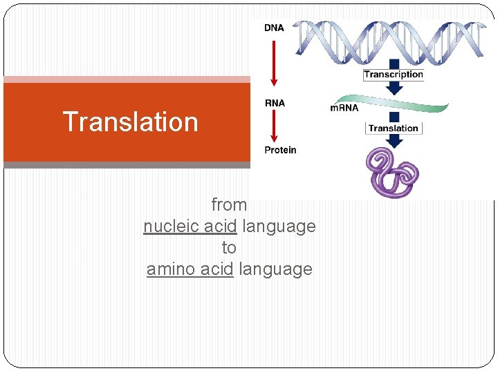 Translation from nucleic acid language to amino acid language 