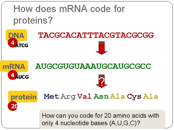 How does m. RNA code for proteins? TACGCACATTTACGCGG DNA 4 ATCG m. RNA 4