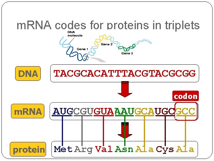 m. RNA codes for proteins in triplets DNA TACGCACATTTACGCGG codon m. RNA AUGCGUGUAAAUGCGCC ?