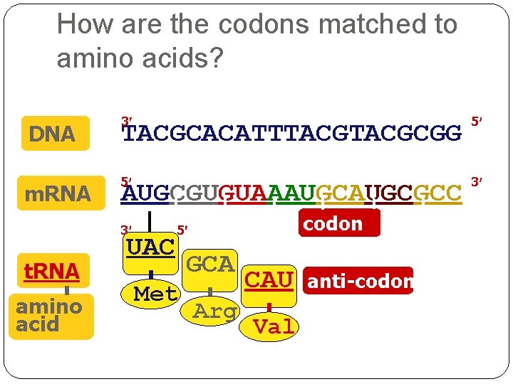 How are the codons matched to amino acids? DNA m. RNA 3 TACGCACATTTACGCGG 5