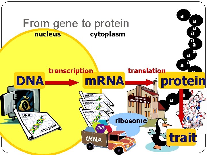 a a From gene to protein nucleus DNA cytoplasm transcription m. RNA a a