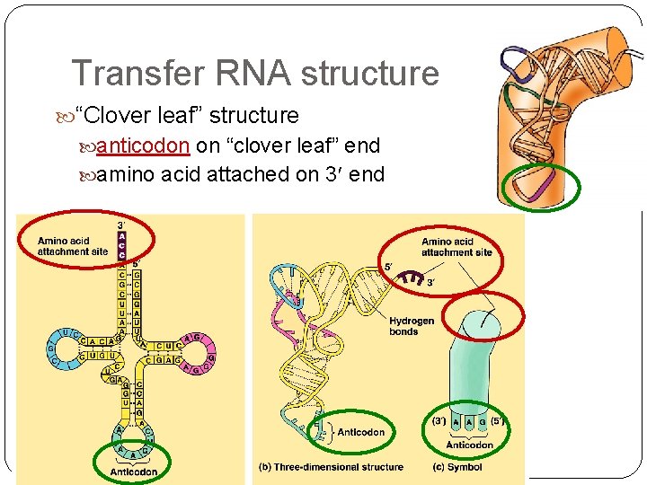 Transfer RNA structure “Clover leaf” structure anticodon on “clover leaf” end amino acid attached