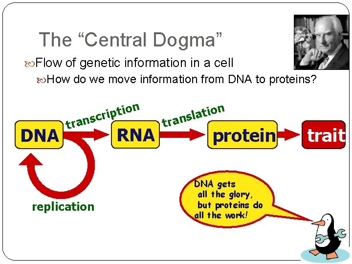 The “Central Dogma” Flow of genetic information in a cell How do we move