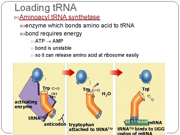 Loading t. RNA Aminoacyl t. RNA synthetase enzyme which bonds amino acid to t.