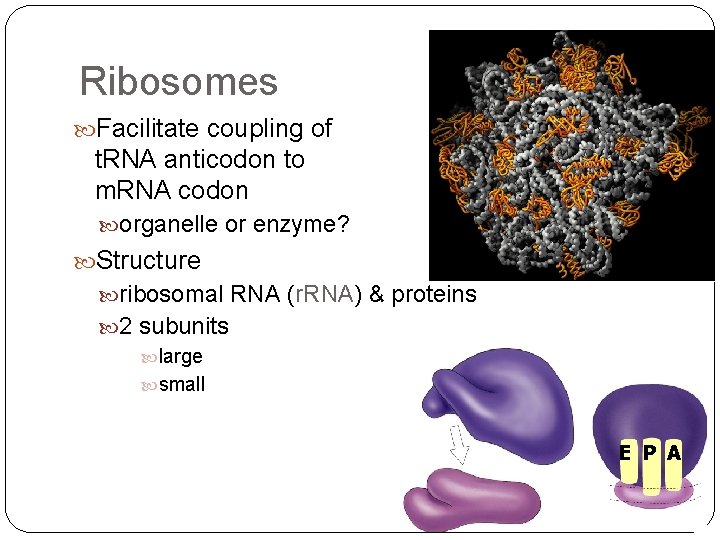 Ribosomes Facilitate coupling of t. RNA anticodon to m. RNA codon organelle or enzyme?