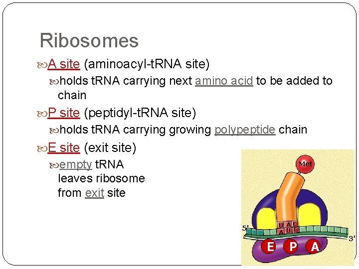 Ribosomes A site (aminoacyl-t. RNA site) holds t. RNA carrying next amino acid to