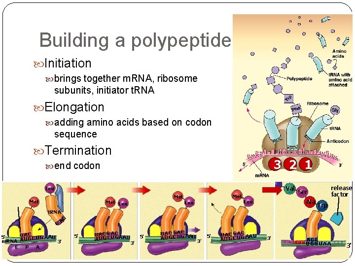 Building a polypeptide Initiation brings together m. RNA, ribosome subunits, initiator t. RNA Elongation