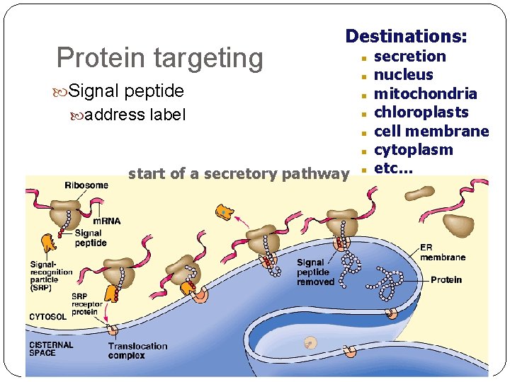 Protein targeting Destinations: Signal peptide address label start of a secretory pathway secretion nucleus