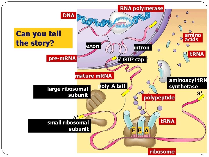 RNA polymerase DNA Can you tell the story? amino acids exon pre-m. RNA intron