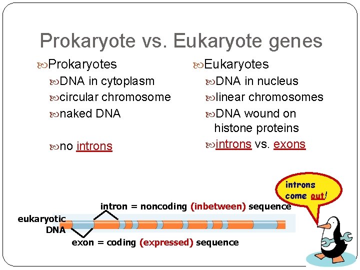 Prokaryote vs. Eukaryote genes Prokaryotes Eukaryotes DNA in cytoplasm DNA in nucleus circular chromosome