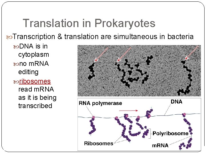 Translation in Prokaryotes Transcription & translation are simultaneous in bacteria DNA is in cytoplasm