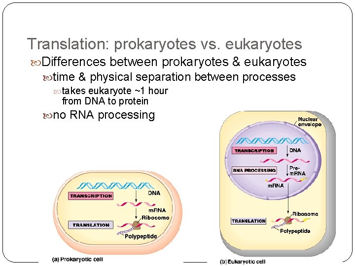 Translation: prokaryotes vs. eukaryotes Differences between prokaryotes & eukaryotes time & physical separation between