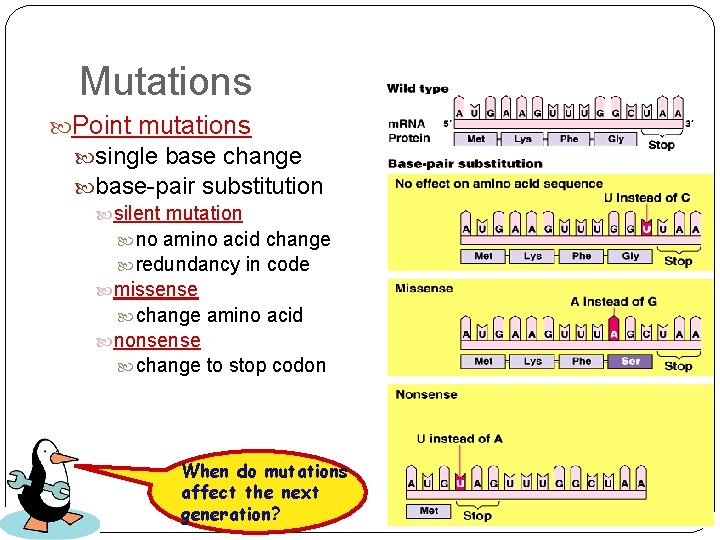 Mutations Point mutations single base change base-pair substitution silent mutation no amino acid change