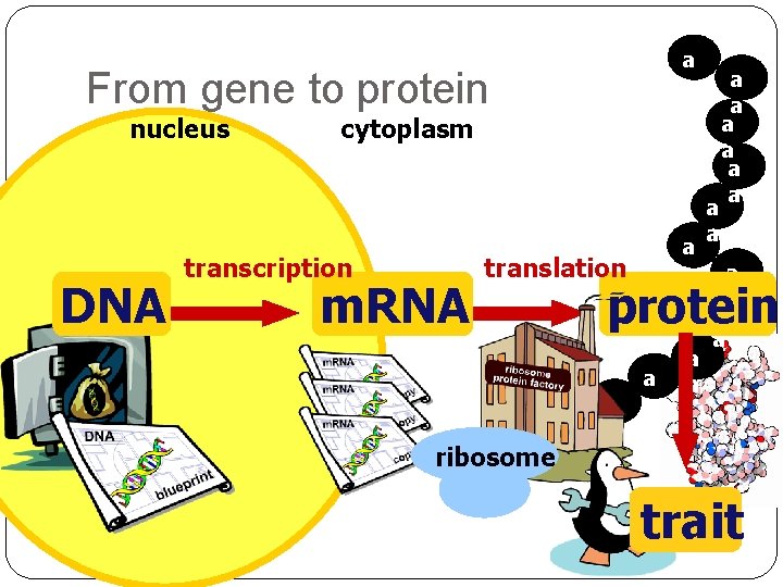 a a From gene to protein nucleus DNA cytoplasm transcription m. RNA a a